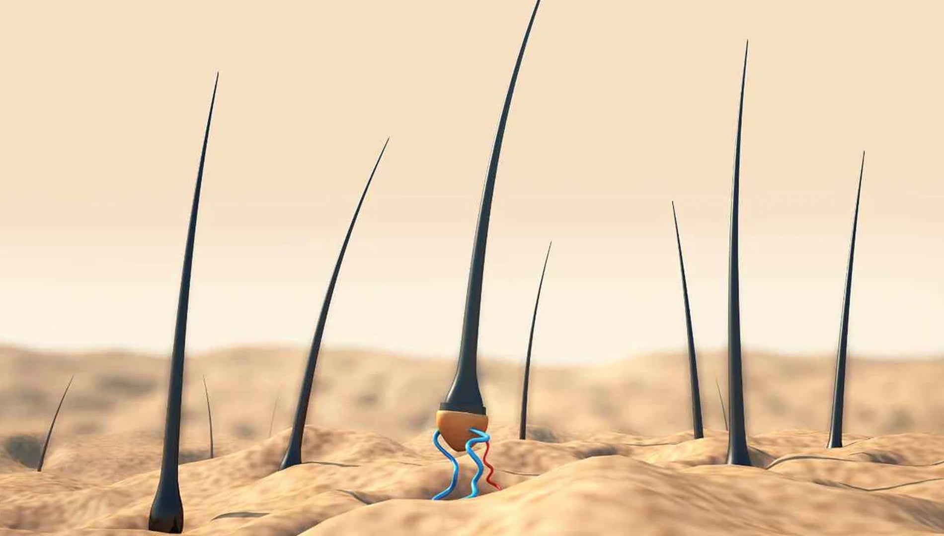 Targeting scalp tissue with red and near-infrared light to boost mitochondrial energy and hair regeneration.