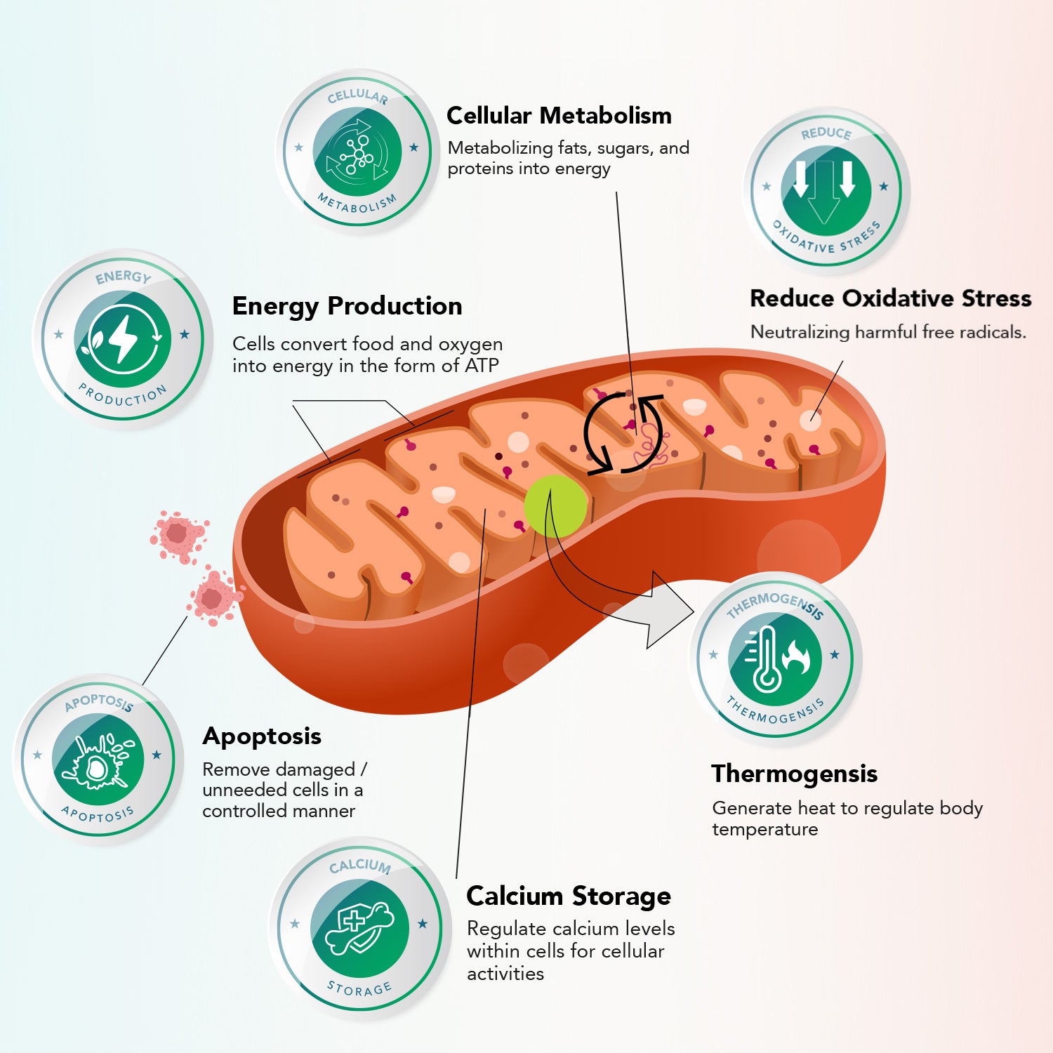 Boost mitochondrial function with Celluma LED therapy—enhancing ATP production, accelerating healing, and reducing inflammation for optimal cellular health