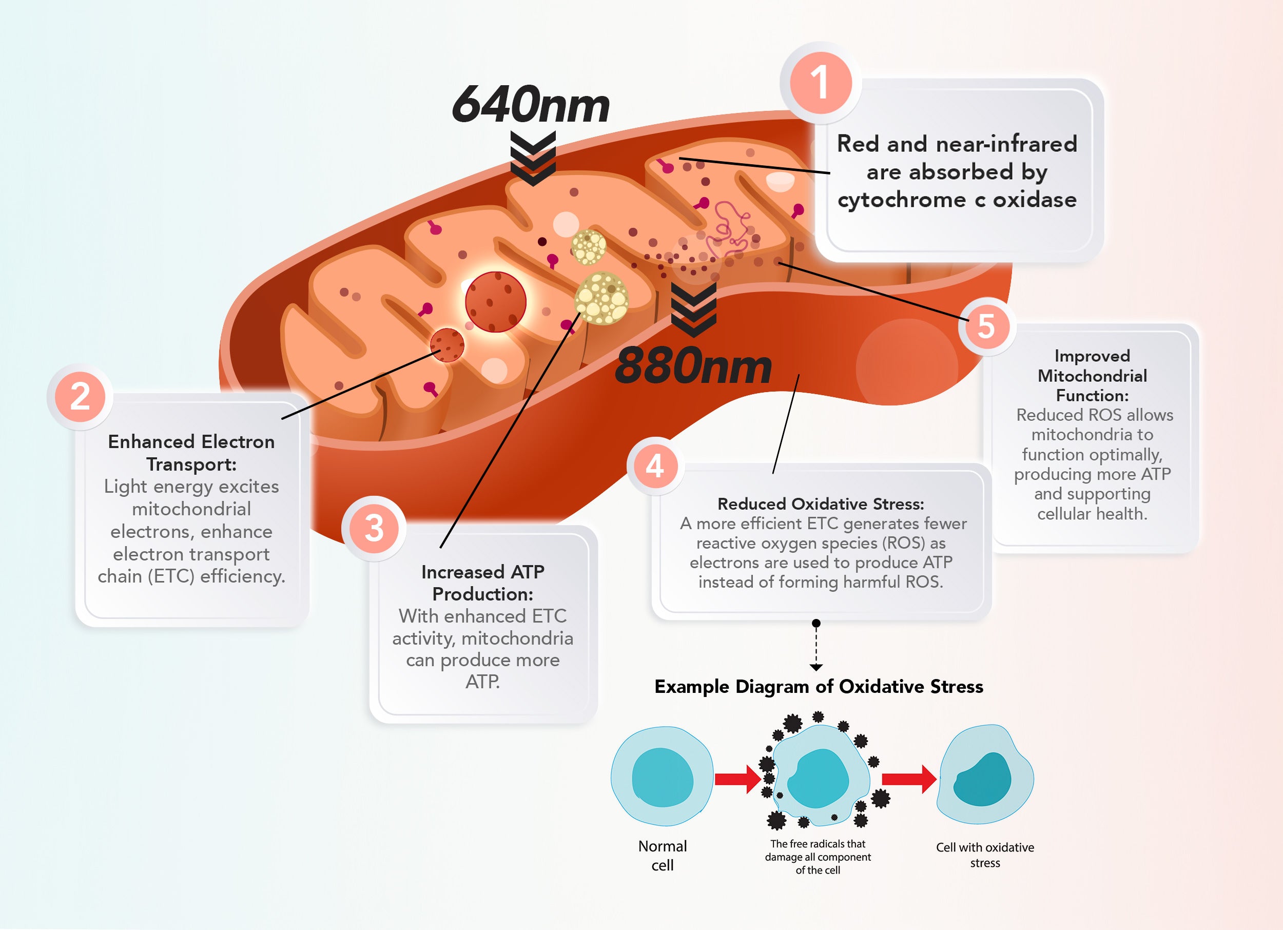 Enhancing mitochondrial energy production: How light therapy boosts ATP synthesis, accelerates healing, and optimizes cellular function for improved health and recovery