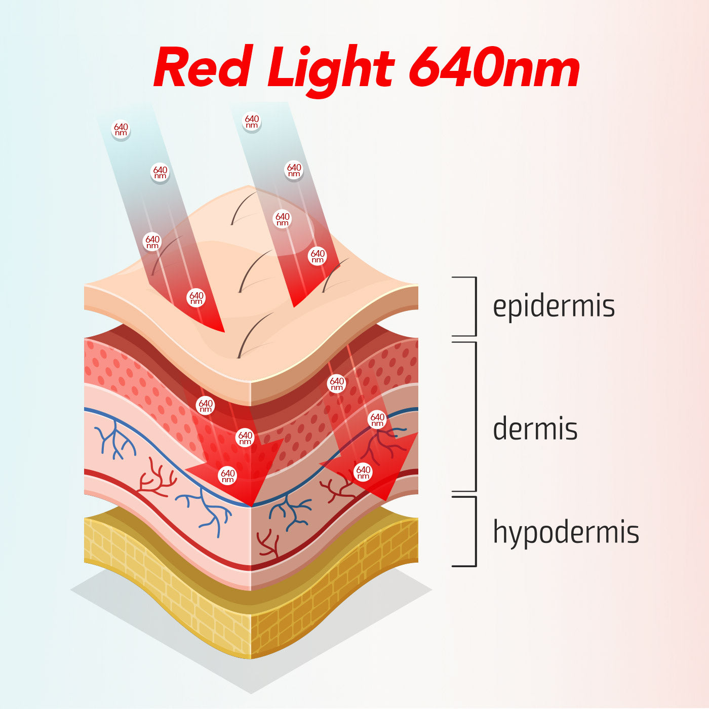 Red light therapy (640nm) targets the epidermis and upper dermis—boosting collagen for anti-aging, accelerating tissue regeneration, improving circulation, reducing inflammation, and stimulating hair growth