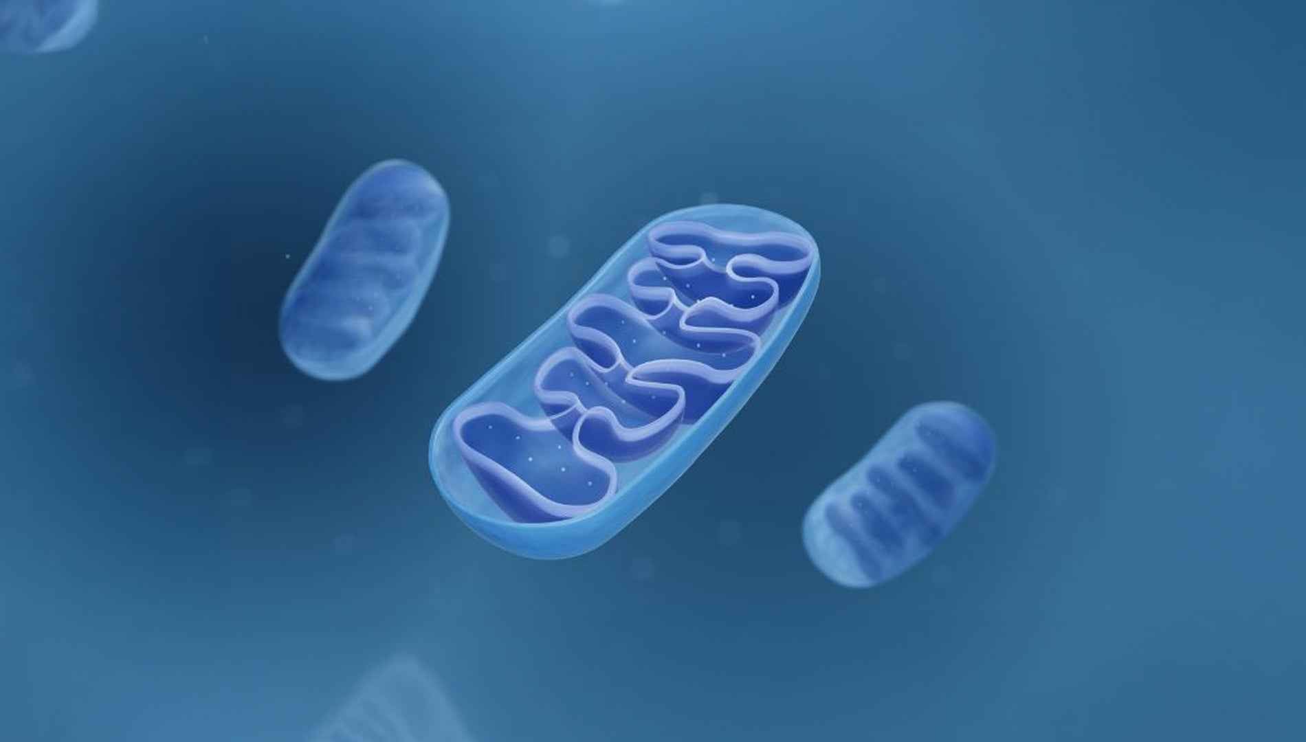 Mitochondria within cells absorbing therapeutic red light, stimulating cellular energy production, ATP synthesis, and photobiomodulation-driven repair processes.