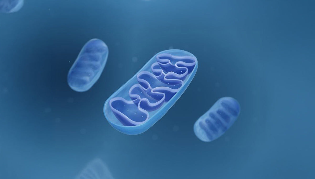 Blue illustration of mitochondria
