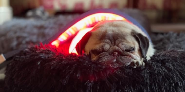 files/Best_red_light_led_for_pets_Celluma_1.jpg