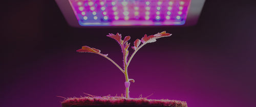 Alleviate pain and inflammation with FDA-cleared red light therapy supporting comfort in palliative care – Celluma.