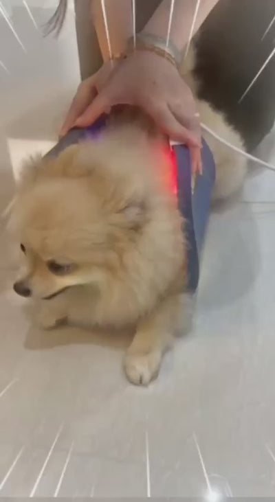 Celluma LED light therapy for pet dogs—promoting surgical wound healing, reducing scars, and supporting overall recovery